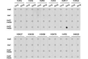 Dot-blot analysis of all sorts of methylation peptides using Symmetric DiMethyl-Histone H3-R17 antibody (ABIN3017470, ABIN3017471, ABIN3017472 and ABIN6220102). (Histone 3 抗体  (H3R17me2))