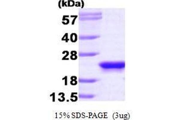 PEBP1 Protein (AA 1-187)