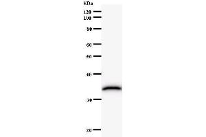 Western Blotting (WB) image for anti-NFS1, Cysteine Desulfurase (NFS1) antibody (ABIN933137) (NFS1 抗体)