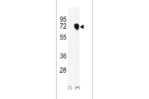 Western blot analysis of NASP using rabbit polyclonal NASP Antibody using 293 cell lysates (2 ug/lane) either nontransfected (Lane 1) or transiently transfected with the NASP gene (Lane 2). (NASP 抗体  (N-Term))