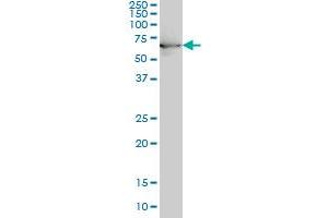 Western Blotting (WB) image for anti-Heat Shock 70kDa Protein 1B (HSPA1B) (AA 531-611) antibody (ABIN561379)