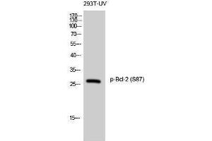Western Blotting (WB) image for anti-B-Cell CLL/lymphoma 2 (BCL2) (pSer87) antibody (ABIN3173227) (Bcl-2 抗体  (pSer87))