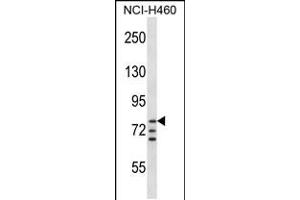 Western blot analysis in NCI-H460 cell line lysates (35ug/lane). (ARNT 抗体  (AA 513-544))