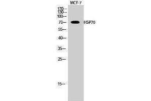 Western Blotting (WB) image for anti-Heat Shock Protein 70 (HSP70) (Internal Region) antibody (ABIN3185097) (HSP70 抗体  (Internal Region))