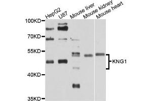 Western blot analysis of extracts of various cell lines, using KNG1 antibody. (KNG1 抗体)