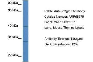 Western Blotting (WB) image for anti-SH3-Domain GRB2-Like Endophilin B1 (SH3GLB1) (N-Term) antibody (ABIN786016) (SH3GLB1 抗体  (N-Term))
