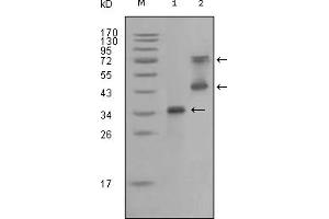 Western Blotting (WB) image for anti-Ret Proto-Oncogene (RET) (AA 896-1063) antibody (ABIN2464099) (Ret Proto-Oncogene 抗体  (AA 896-1063))