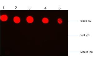 Dot Blot of Fab2 Goat anti-Rabbit IgG Antibody Phycoerythrin Conjugated. (山羊 anti-兔 IgG (Heavy & Light Chain) Antibody (PE) - Preadsorbed)