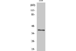 Western Blot analysis of various cells using LAT Polyclonal Antibody. (LAT 抗体)