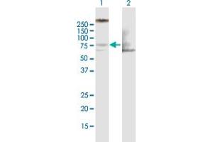 Western Blot analysis of LIMK1 expression in transfected 293T cell line by LIMK1 MaxPab polyclonal antibody. (LIM Domain Kinase 1 抗体  (AA 1-647))