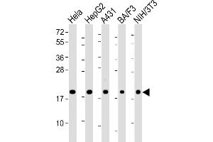 All lanes : Anti-Cyclophilin B Antibody at 1:2000 dilution Lane 1: Hela whole cell lysate Lane 2: HepG2 whole cell lysate Lane 3: A431 whole cell lysate Lane 4: BA/F3 whole cell lysate Lane 5: NIH/3T3 whole cell lysate Lysates/proteins at 20 μg per lane. (PPIB 抗体  (AA 161-195))