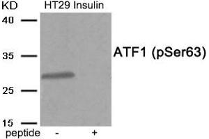 Western blot analysis of extracts from HT29 cells treated with Insulin using Phospho-ATF1 (Ser63) antibody. (AFT1 抗体  (pSer63))