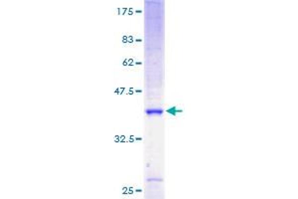 ATP5J2 Protein (AA 1-94) (GST tag)