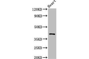 Western Blot Positive WB detected in: Rat heart tissue All lanes: JAM3 antibody at 2. (JAM3 抗体  (AA 119-235))