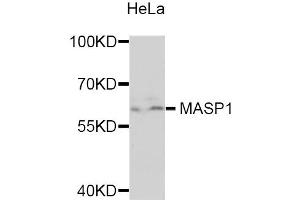 Western blot analysis of extracts of HeLa cells, using MASP1 antibody (ABIN5975387) at 1/1000 dilution. (MASP1 抗体)