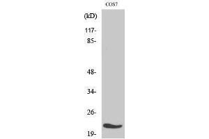 Western Blotting (WB) image for anti-Mitochondrial Ribosomal Protein L11 (MRPL11) (Internal Region) antibody (ABIN3185641) (MRPL11 抗体  (Internal Region))