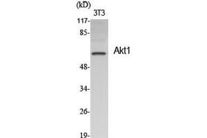 Western Blot (WB) analysis of specific cells using Akt1 Polyclonal Antibody. (AKT1 抗体  (Ser1303))