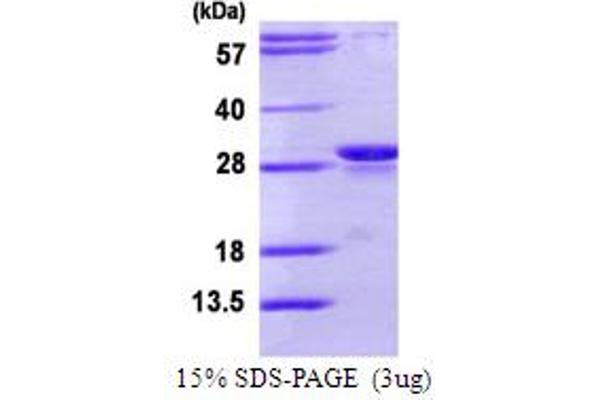 PSMB10 Protein (AA 40-273) (His tag)