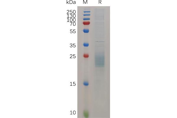 HBEGF Protein (AA 24-160) (His tag)