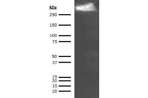 Western Blotting (WB) image for anti-Thyroglobulin (TG) antibody (Biotin) (ABIN613355) (Thyroglobulin 抗体  (Biotin))