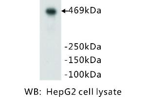 Image no. 3 for anti-Protein Kinase, DNA-Activated, Catalytic Polypeptide (PRKDC) (Catalytic Subunit) antibody (ABIN1112714) (PRKDC 抗体  (Catalytic Subunit))