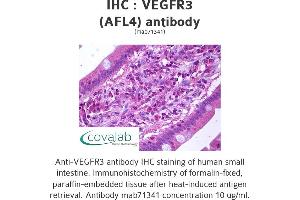 Image no. 1 for anti-Fms-Related Tyrosine Kinase 4 (FLT4) antibody (ABIN1724128) (FLT4 抗体)