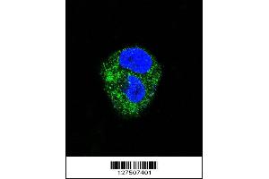 Confocal immunofluorescent analysis of ADORA2A Antibody with HepG2 cell followed by Alexa Fluor 488-conjugated goat anti-rabbit lgG (green). (Adenosine A2a Receptor 抗体  (AA 273-301))