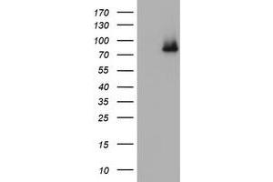 Image no. 5 for anti-Nibrin (NBN) (AA 183-460) antibody (ABIN1491056) (Nibrin 抗体  (AA 183-460))