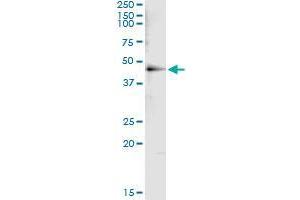 Immunoprecipitation of HDAC8 transfected lysate using mouse monoclonal anti-HDAC8 and Protein A Magnetic Bead (HDAC8 (人) IP-WB Antibody Pair)