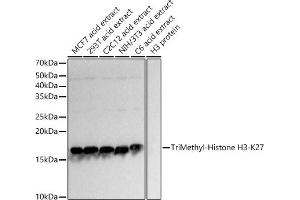 Western Blotting (WB) image for anti-Histone 3 (H3) (H3K27me) antibody (ABIN3023269)