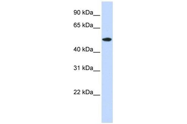 RASGEF1A 抗体  (N-Term)