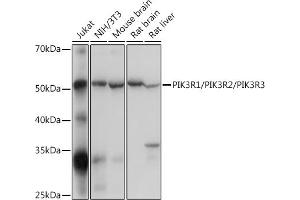 Western blot analysis of extracts of various cell lines, using PIK3R1/PIK3R2/PIK3R3 Rabbit pAb (ABIN7269374) at 1:500 dilution. (PIK3R1 + PIK3R2 + PIK3R3 抗体)