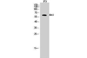 Western Blotting (WB) image for anti-V-Akt Murine Thymoma Viral Oncogene Homolog 2 (AKT2) (Ser138) antibody (ABIN3183243) (AKT2 抗体  (Ser138))
