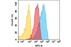 CD166 protein is highly expressed on the surface of Expi293 cell membrane. (ALCAM (Praluzatamab Biosimilar) 抗体)