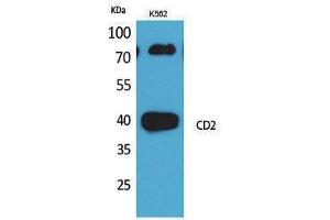 Western Blotting (WB) image for anti-CD2 (CD2) (N-Term) antibody (ABIN3178272) (CD2 抗体  (N-Term))
