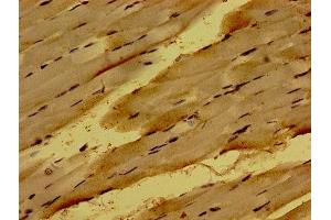 Immunohistochemistry of paraffin-embedded human skeletal muscle tissue using ABIN7162040 at dilution of 1:100 (NME6 抗体  (AA 1-186))