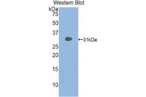 Western Blotting (WB) image for anti-Histone Deacetylase 6 (HDAC6) (AA 565-813) antibody (ABIN1859132) (HDAC6 抗体  (AA 565-813))