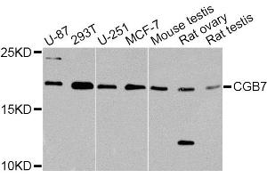 Western blot analysis of extracts of various cell lines, using CGB7 Antibody. (CGB7 抗体)