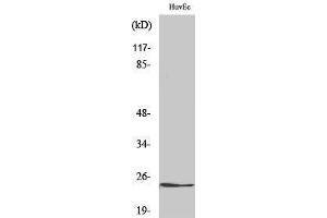 Western Blotting (WB) image for anti-KDEL (Lys-Asp-Glu-Leu) Endoplasmic Reticulum Protein Retention Receptor 2 (KDELR2) (Internal Region) antibody (ABIN3185289) (KDELR2 抗体  (Internal Region))