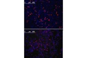 Immunoflurescence analysis with KLF4 antibody. (KLF4 抗体)