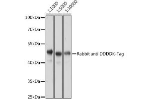 Western blot analysis of 293T-GFP-His-Myc-Flag-HA protein using Rabbit anti DDDDK-Tag pAb (ABIN1512924 and ABIN5663537) at different dilution. (DYKDDDDK Tag 抗体)