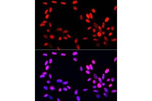 Immunofluorescence analysis of NIH-3T3 cells using Phospho-Histone H3-S10/T11 Rabbit pAb (ABIN7267688) at dilution of 100 (40x lens). (Histone 3 抗体  (H3S10p, H3T11p))