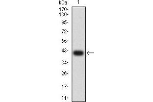 Western blot analysis using CD172A mAb against human CD172A (AA: extra 235-373) recombinant protein. (SIRPA 抗体  (AA 235-373))