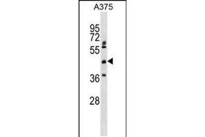 Western blot analysis in A375 cell line lysates (35ug/lane). (ASPHD2 抗体  (AA 165-194))