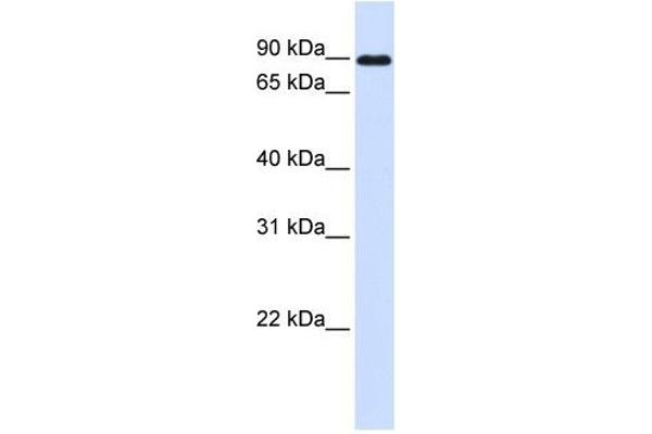 Cadherin 24 抗体  (N-Term)