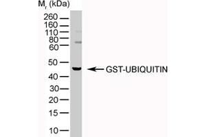 Image no. 2 for anti-Ubiquitin (Ubiquitin) antibody (ABIN305541) (Ubiquitin 抗体)