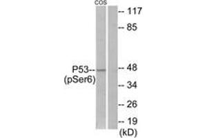 Western Blotting (WB) image for anti-Tumor Protein P53 (TP53) (pSer6) antibody (ABIN2888502) (p53 抗体  (pSer6))