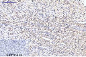 Immunohistochemical analysis of paraffin-embedded rat kidney tissue. (LC3B 抗体)