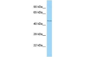 Western Blotting (WB) image for anti-Major Facilitator Superfamily Domain Containing 11 (MFSD11) (C-Term) antibody (ABIN2783921) (MFSD11 抗体  (C-Term))