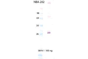 Western Blot Analysis of SMN1, mAb (2B1) . (SMN1 抗体  (C-Term))